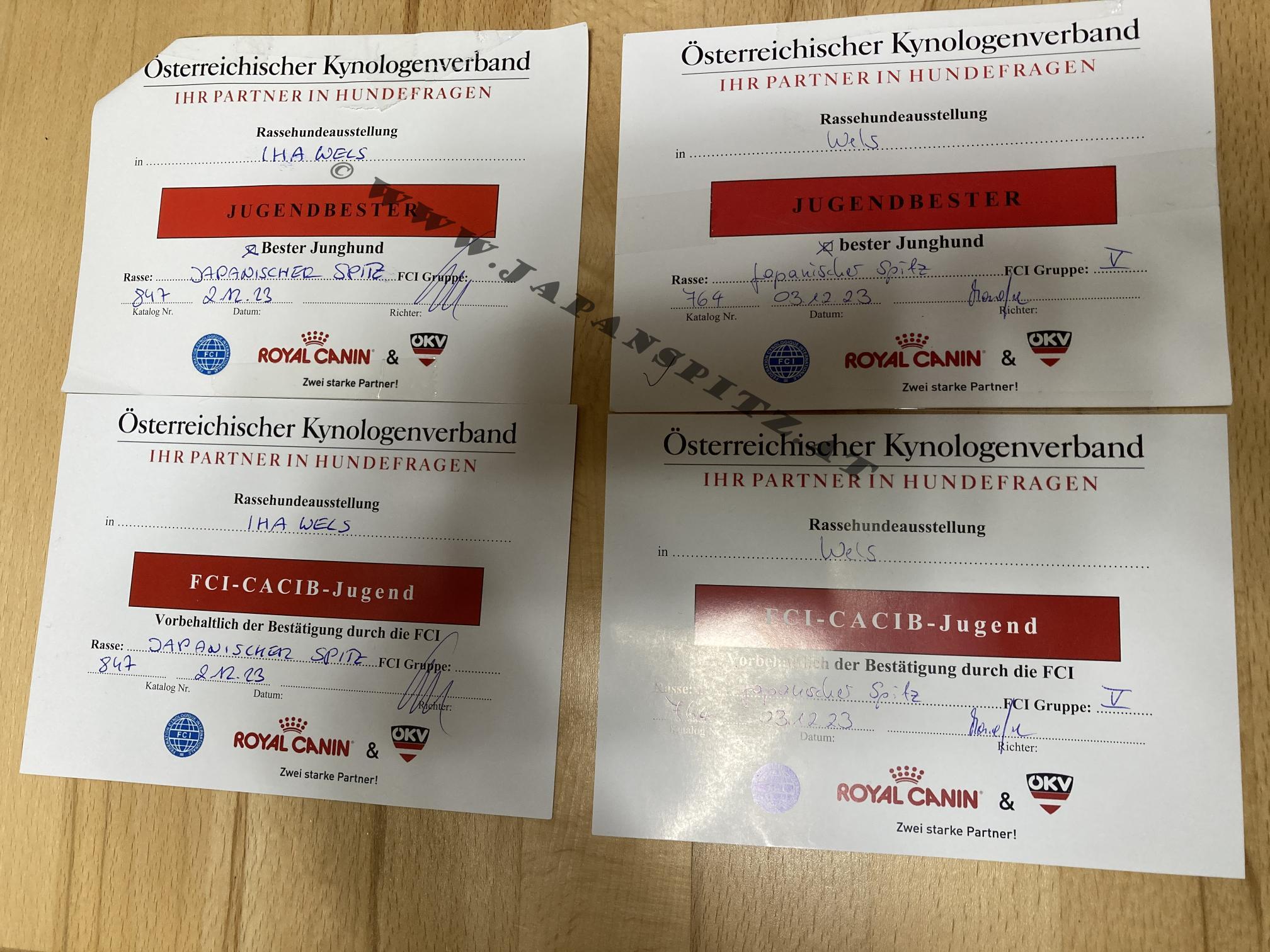 Rassehundeausstellung, Wels Dezember 2023